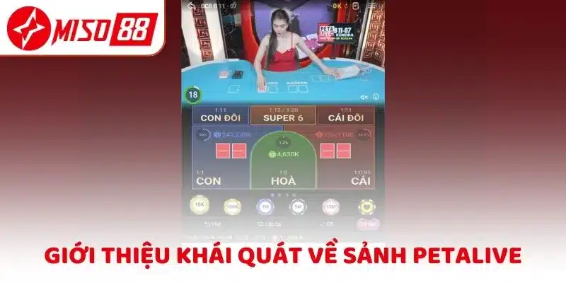 Giới thiệu khái quát về sảnh Petalive